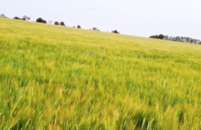 Fazenda para venda em Avaré